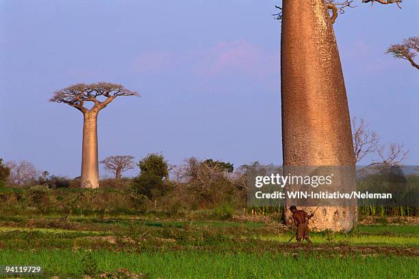 two baobab trees in a field, morondava, toliara province, madagascar - toliara stock-fotos und bilder