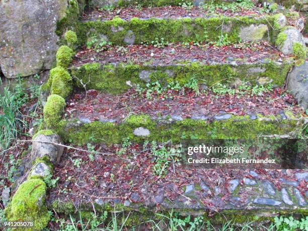 stone stairscase - stepping stone top view stock pictures, royalty-free photos & images