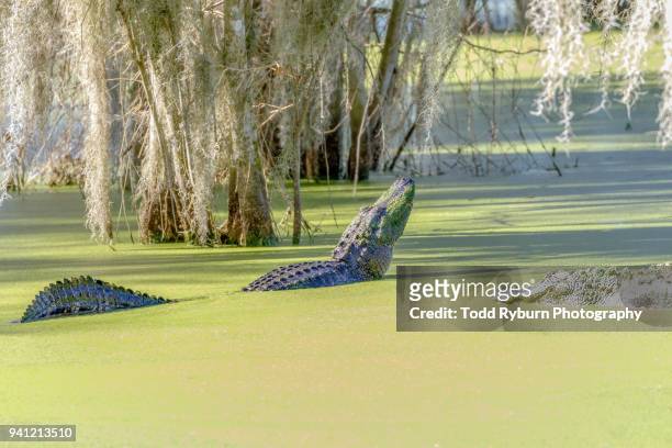 large alligator in the marsh - lakeland florida stock pictures, royalty-free photos & images