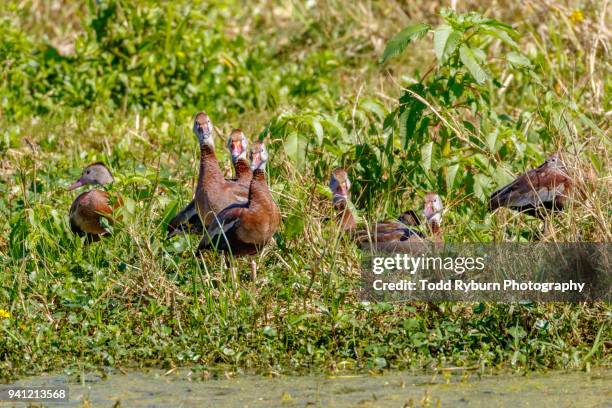 flock of black-bellied whistling duck - dendrocygna stock pictures, royalty-free photos & images