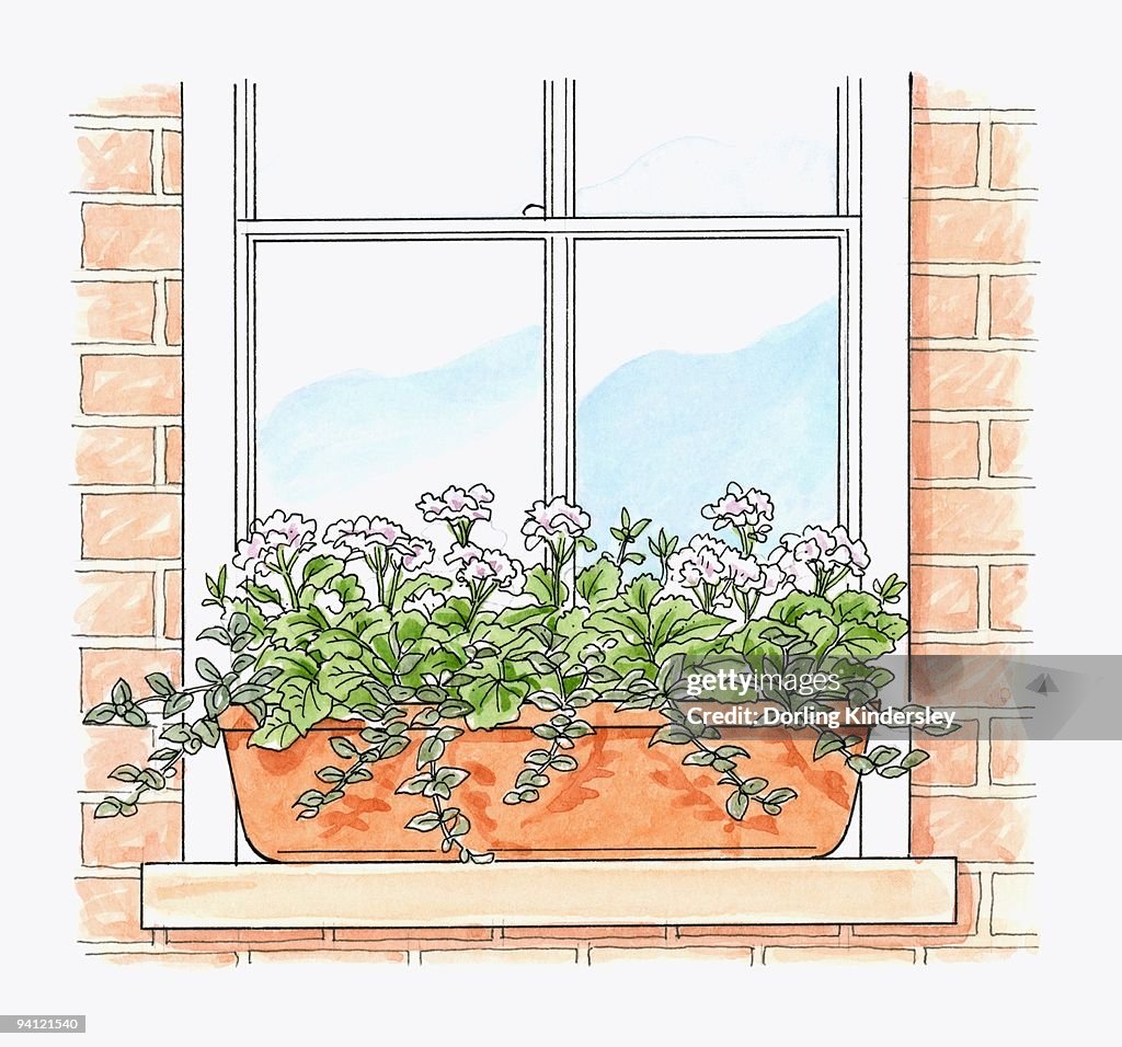 Illustration of Pelargonium x hortorum 'Tango White' with trailing plant foliage in terracotta windo