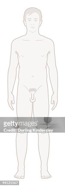 digital illustration of naked adolescent teenage boy - schamhaar stock-grafiken, -clipart, -cartoons und -symbole