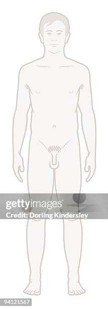 ilustraciones, imágenes clip art, dibujos animados e iconos de stock de digital illustration of naked adolescent teenage boy - escroto