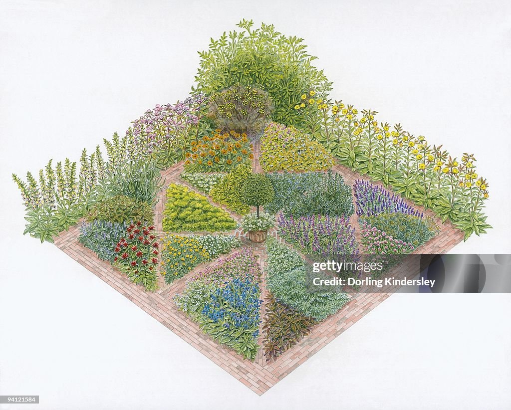 Illustration of herb beds in formal garden including Borage, Marjoram, Chives, Wormwood, Lemon Balm,