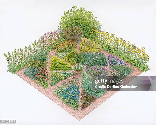 illustration of herb beds in formal garden including borage, marjoram, chives, wormwood, lemon balm, - origanum majorana stock illustrations