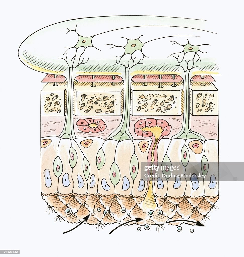 Cross section illustration of human olfactory system
