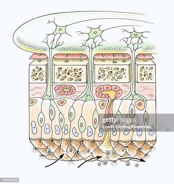 cross section illustration of human olfactory system - heart cross section stock illustrations