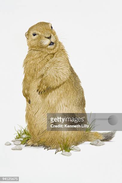 illustration of bobak marmot (marmota bobak) - woodchuck stock-grafiken, -clipart, -cartoons und -symbole