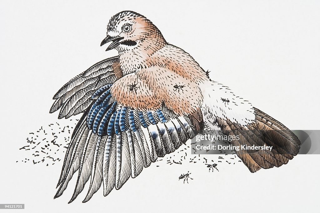 Illustration of Eurasian Jay (Garrulus glandarius) anting feathers