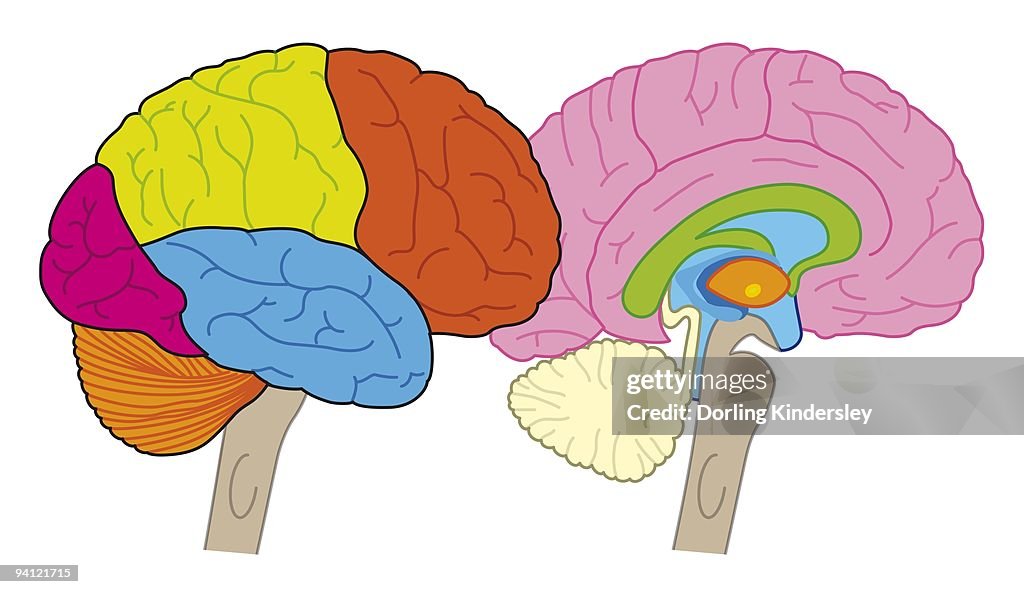 Digital illustration of human brain showing lobes and cross section