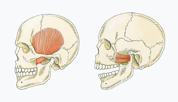 illustration showing muscles in human skull for chewing and biting - アゴ点のイラスト素材／クリップアート素材／マンガ素材／アイコン素材