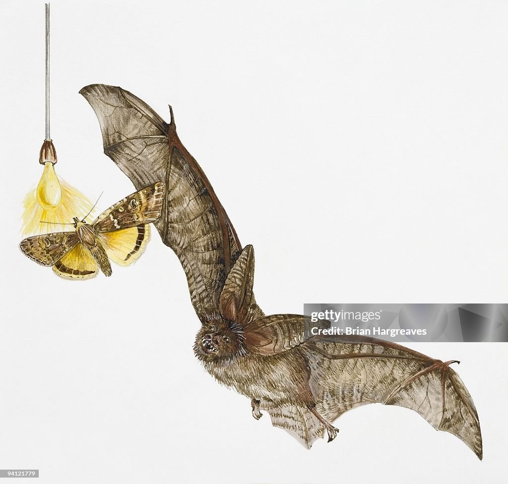 Illustration of Brown Long-eared Bat (Plecotus auritus) hunting Large Yellow Underwing moth (Noctua