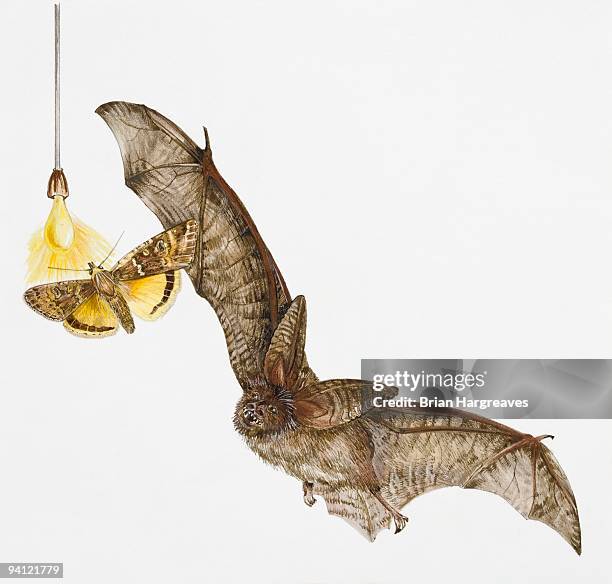 Bat Hunting Insect 44 Bat Moth Stock Photos, High-Res Pictures, and Images - Getty Images