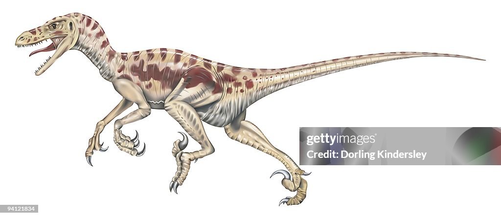 Illustration of Velociraptor dinosaur on the move