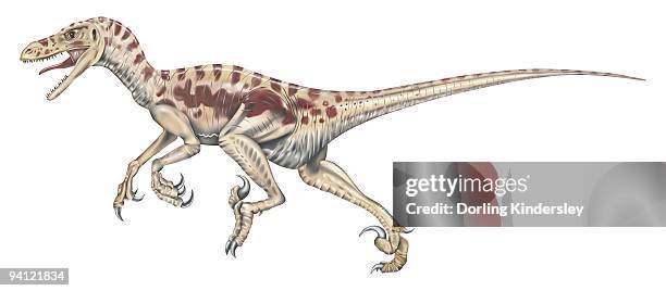 ilustrações, clipart, desenhos animados e ícones de illustration of velociraptor dinosaur on the move - velociraptor