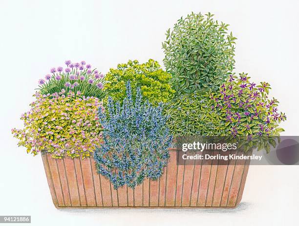 illustration of culinary window box planted with parsley, chives, sage, rosemary, bay laurel, summer - bay leaf white background stock illustrations