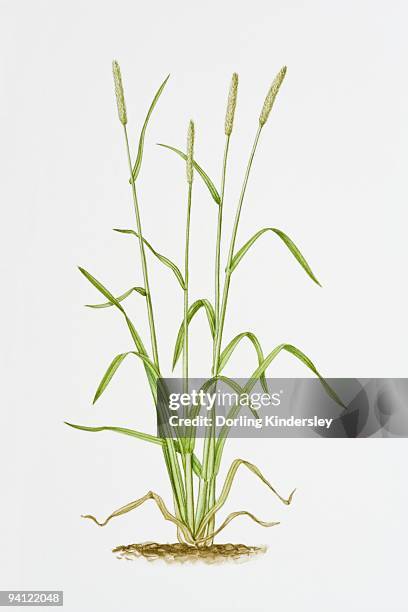 illustration of alopecurus pratensis (meadow foxtail) - alopecurus stock illustrations