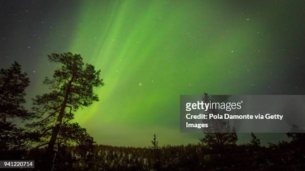 winter aurora borealis in the finland sky with trees silhouettes, north pole - saariselka stock pictures, royalty-free photos & images