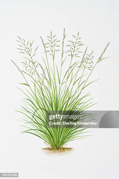 illustration of deschampsia caespitosa (tussock grass) - ornamental grass stock illustrations