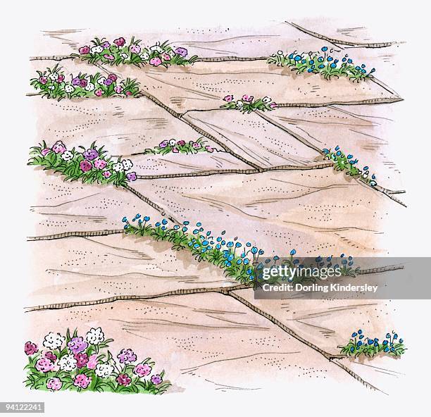 illustration of hardy annuals growing between patio paving slabs to prevent weeds from growing - paving stone stock illustrations