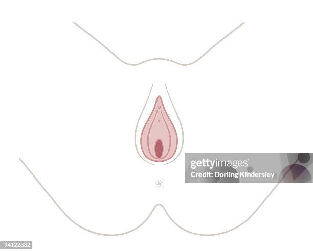ilustraciones, imágenes clip art, dibujos animados e iconos de stock de digital illustration of opening to vagina - figura femenina
