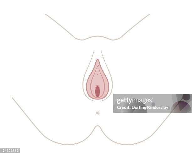 digital illustration of opening to vagina - 女性生殖器 幅插畫檔、美工圖案、卡通及圖標