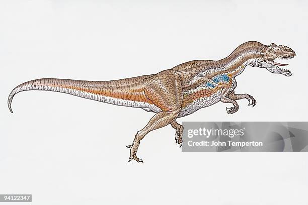 illustration of theropod allosaurus dinosaur - allosaurus stock illustrations