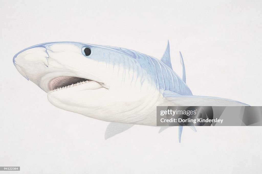 Illustration of Bull Shark (carcharhinus leucas) underwater