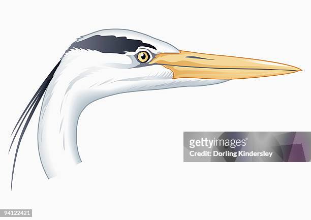 illustration of grey heron (ardea cinerea) head showing long beak - gray heron stock-grafiken, -clipart, -cartoons und -symbole
