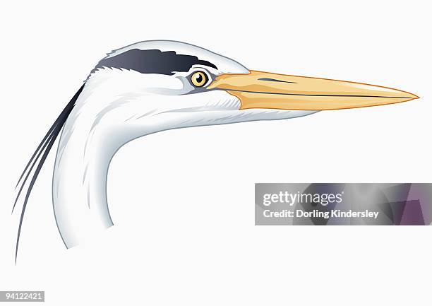 illustration of grey heron (ardea cinerea) head showing long beak - gray heron stock illustrations