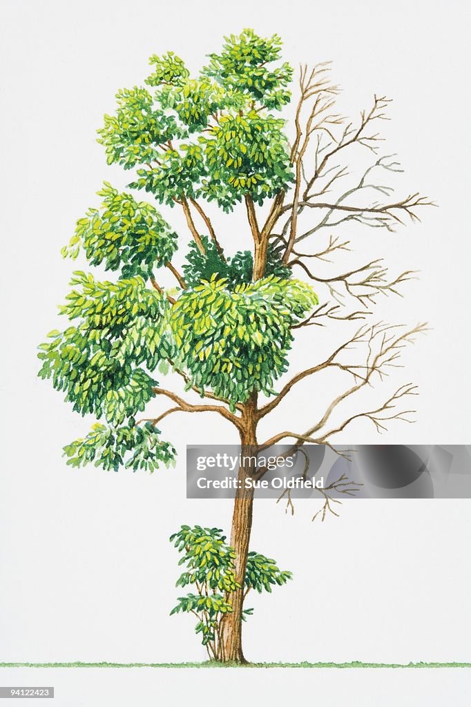 Illustration of deciduous Sassafras albidum (Sassafras), tree endemic to North America