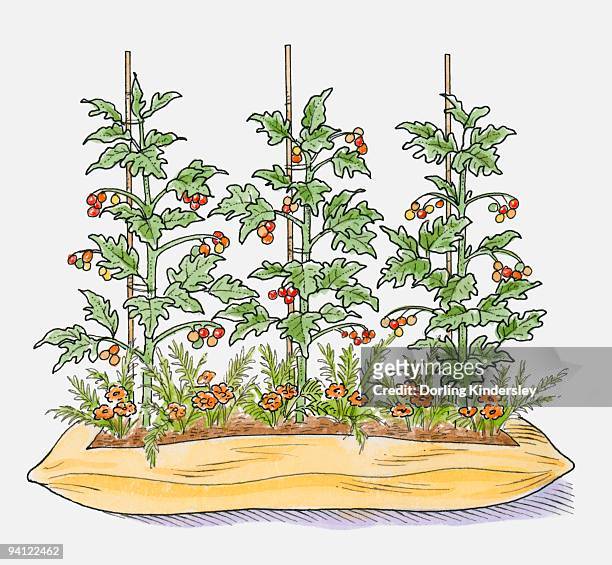 illustration of tomato plants in compost bag with marigolds growing between to attract pests - tomato plant stock illustrations