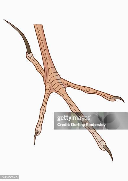 illustration of four-toed african pipit (anthus cinnamomeus) foot with long hind claw - african pipit stock illustrations