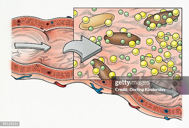 illustration showing role of fibre in human digestive process - soluble fibre stock illustrations