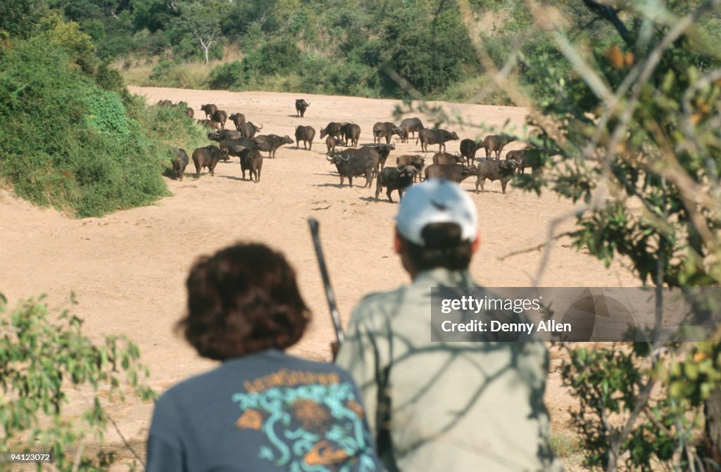 Walking-safari with ranger watching buffalo herd (Syncerus caffer), Limpopo Province, South Africa
