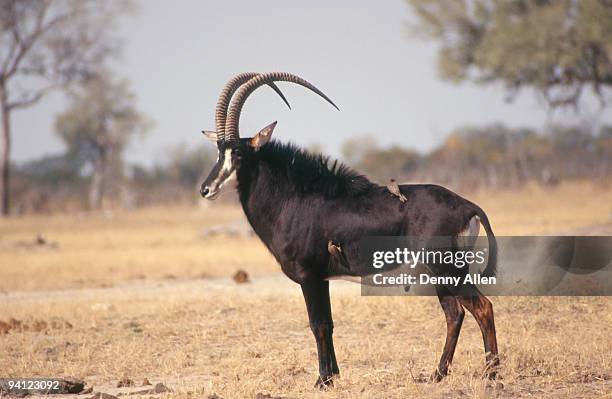 sable antelope (hippotragus niger), hwange, zimbabwe - sable antelope stock pictures, royalty-free photos & images