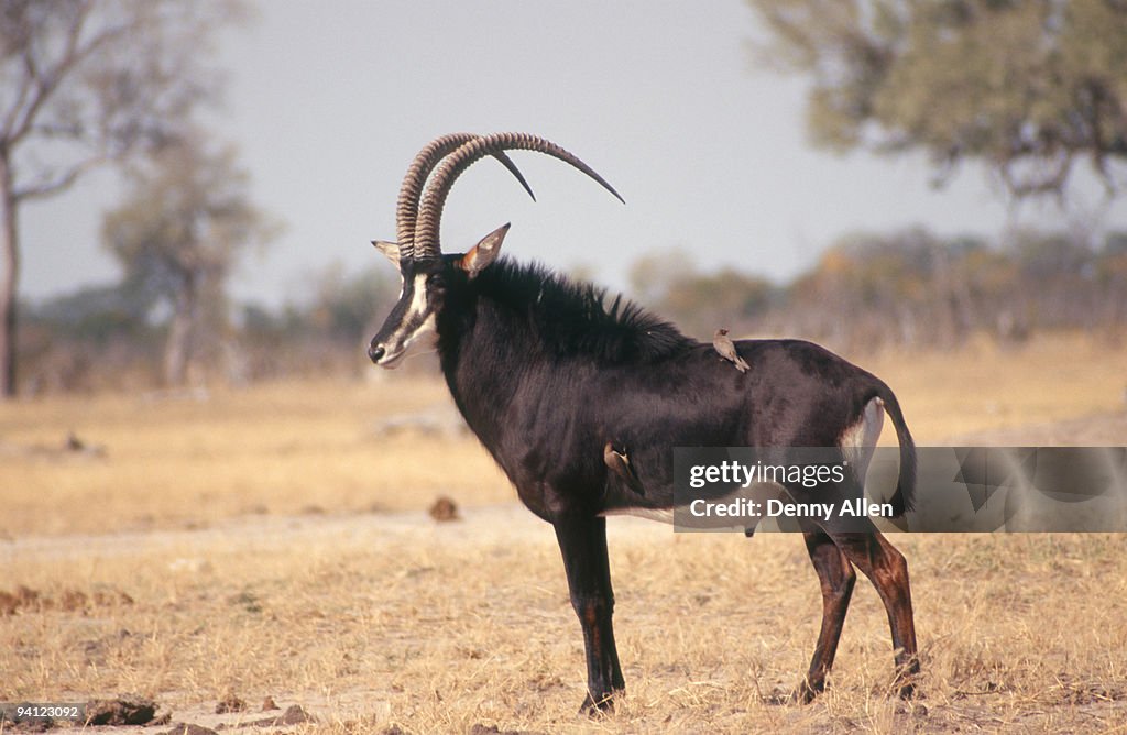 Sable Antelope (Hippotragus niger), Hwange, Zimbabwe