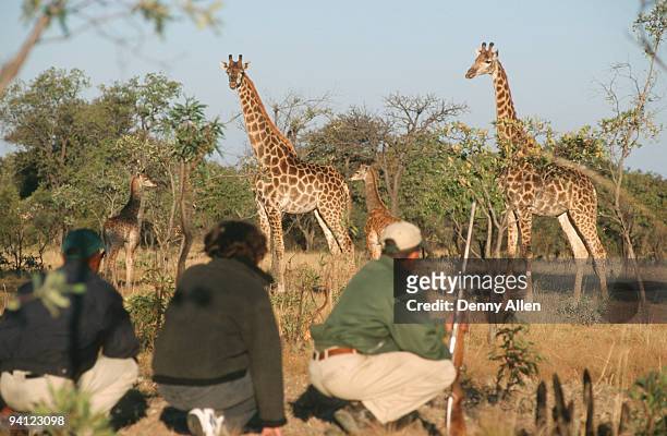 walking safari with ranger watching giraffe herd (giraffe camelopardalis) - africa safari watching stock pictures, royalty-free photos & images