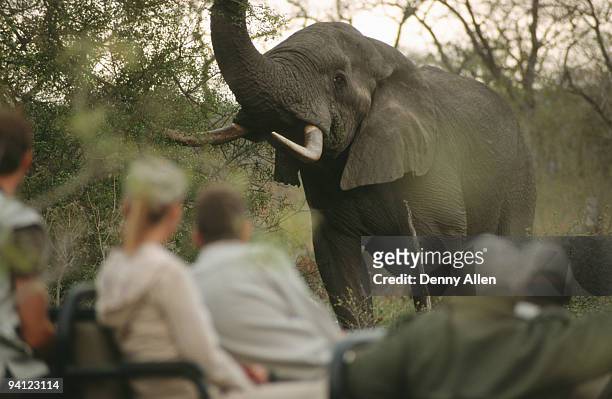 game-drive safari watching african elephant (loxodonta africana), south africa - muzzle human stock pictures, royalty-free photos & images