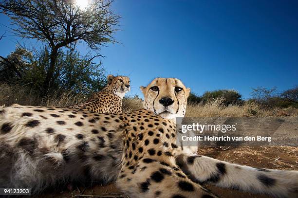 3,859 Two Cheetah Stock Photos, High-Res Pictures, and Images