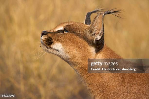 caracal (felis caracal) portrait, namibia. - caracal stock pictures, royalty-free photos & images