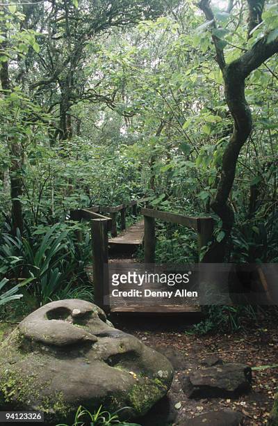 green path through forest to god's window, blyde river canyon, mpumalanga province, south africa - blyde river canyon stock pictures, royalty-free photos & images