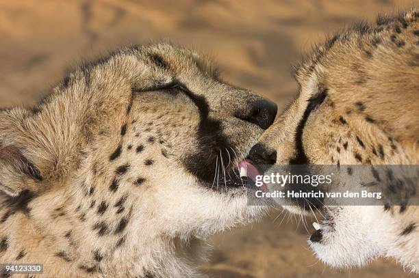 cheetah (acinonyx jubatus) licking another cheetah, namibia. - freek van den bergh stock pictures, royalty-free photos & images