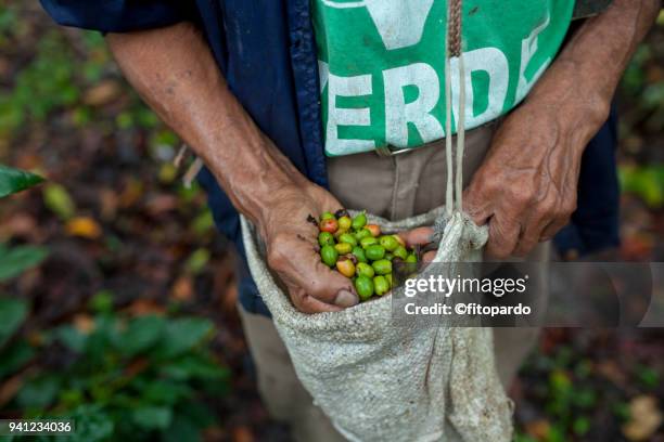 old coffee farmer - harvesting seeds stock pictures, royalty-free photos & images