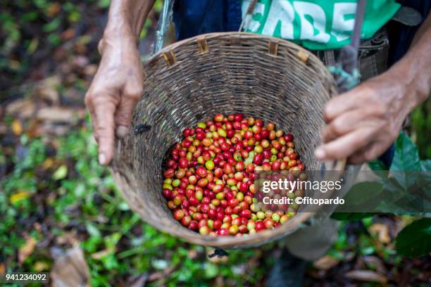 fresh coffee fruits in a bucket - chiapas stock pictures, royalty-free photos & images