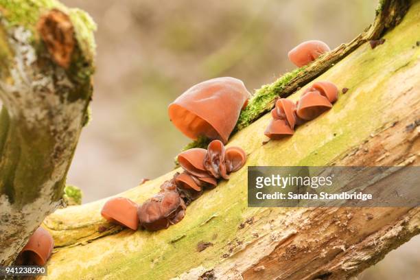 a group of jew's ear fungi (auricularia auricula-judae) growing on a tree. - auricularia auricula judae stock pictures, royalty-free photos & images