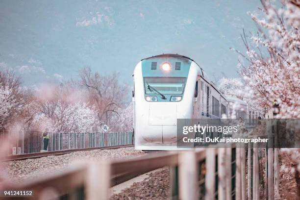 train and sakura trees at beijing, china - high speed train stock pictures, royalty-free photos & images