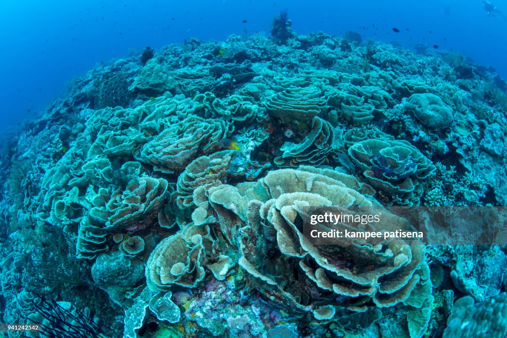 Large field lettuce coral in Wakatobi National Park, Indonesia.