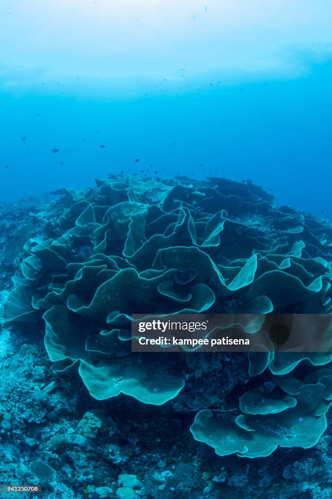 Large field lettuce coral in Wakatobi National Park, Indonesia.