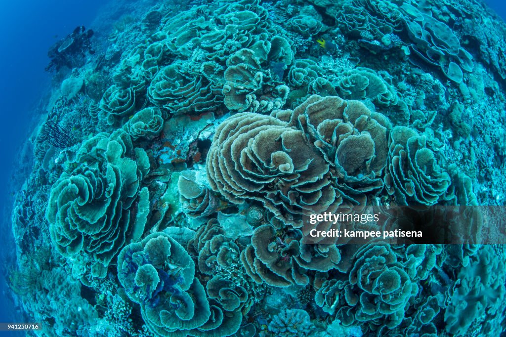 Large field lettuce coral in Wakatobi National Park, Indonesia.